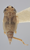 Habitus, dorsal view on Athysanella (Amphipyga) obesa Ball & Beamer, 1940: Dorsal. (Observation).