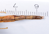 CollectionObject 1590081; 895a6d0c-875c-4869-b7ef-958a1f7a52fb: copyright MNHN, Paris. female: end of abdomen, ventral view of Agrostia cinerea (neotype). (CollectionObject).