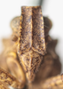 Head on Danepteryx manca Uhler, 1889: (Observation).