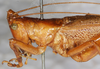 CollectionObject 1532823; 46040265-d0ed-42a5-80c0-6fcae64b59c4: male, lateral view. (CollectionObject).