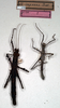 CollectionObject 1558172; 8948cf4d-207b-4e67-b86b-569924ea49cf: copyright NMW, Vienna. male and female (syntypes). (CollectionObject).;CollectionObject 1558173; 08870ce4-b04c-4543-a31f-b1409d0348f5: copyright NMW, Vienna. male and female (syntypes). (CollectionObject).