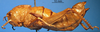 CollectionObject 1538368; deda7d69-3a6d-4274-b7bd-f2ed7587cd90: female, lateral view. (CollectionObject).