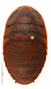 CollectionObject 1587288; MNHN(SF IMPORT DUPLICATE) MNHN-EP-EP1246, 88ab5795-6390-4e85-83ee-6f37418442b5: CC BY-NC-ND 4.0/MNHN - Depraetere Marion - 2014. Non type, female. Specimen number: MNHN-EP-EP1246. http://coldb.mnhn.fr/catalognumber/mnhn/ep/ep1246. (CollectionObject).