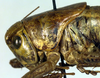 CollectionObject 1500459; ecb1d0e8-e944-4714-9099-186ef00ae4c7, DORSA BTeupcreHTM: male pronotum, lateral view (holotype). (CollectionObject).