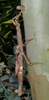 Cigarrophasma tessellatum Brock & Hasenpusch, 2001: copyright P.D. Brock. female, culture stock (DNA barcoding research), ex. north Queensland: Garradunga, nr. Innisfail. (Otu).