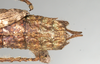 CollectionObject 1561358; 95b1cf49-2a4a-4571-84bc-429fba99cabd: copyright MIZ, Warsaw. female: end of abdomen, dorsal view (syntype). (CollectionObject).;CollectionObject 1561359; 7fea4d77-908e-4597-9734-c9a775e418e4: copyright MIZ, Warsaw. female: end of abdomen, dorsal view (syntype). (CollectionObject).
