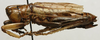 CollectionObject 1535953; 0c1cf85f-2457-4606-bc4b-fe4a02b03fb4: male, lateral view (syntype). (CollectionObject).
