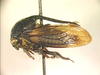 Boccharini Wallace & Deitz, 2004: _Bocchar montanum_. (Otu).
