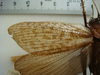 CollectionObject 1505600; 3973002f-74ed-4b1e-a1c4-b8eede00764f: male, left tegmen and hindwing (holotype). (CollectionObject).