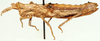 Thrincotropis karruensis Brown, 1960: female, lateral view. (Otu).