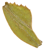 CollectionObject 1586507; 395f2f92-6b01-41f8-bad0-66a7164500f9: copyright Frank Hennemann. female: profemur dorsal view (paratype). (CollectionObject).