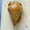 Habitus, dorsal view: !! display not done !! on Micrutalis pallens Fowler, 1895: (Observation).