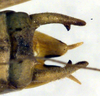 CollectionObject 1500468; 8e5279f8-6fe1-4dbd-9942-71b18aa06ef8, DORSA BTvickniHTM: male cerci (holotype). (CollectionObject).