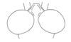 Jumandiacris perlata Amédégnato & Poulain, 1998: Fig. 2. Head (dorsal view). (Otu).