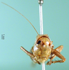 female, frontal view (holotype). Depicts CollectionObject 1500492; 531fcc6c-b9a9-42fb-9337-1272c5f8e01f, DORSA BT000248S03, a CollectionObject.