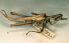 CollectionObject 1558815; 00fd5e49-f5d5-43c4-bfc3-3b5c474099e2: copyright CUMZ, Cambridge. Sharp's probable male (regarded as paratype). (CollectionObject).