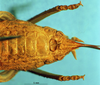 CollectionObject 1567594; 00ec2520-1946-4e4e-8a62-5371747ce951: subadult female subgenital plate (paralectotype). (CollectionObject).