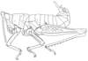 Xyronotus aztecus Saussure, 1884: Fig. 1. male habitus (body length 17-20 mm). (Otu).