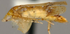 Habitus, lateral view: !! display not done !! on Pseudobalbillus Jacobi, 1912: Pseudobalbillus sp., lateral habitus. (Observation).