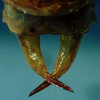 CollectionObject 1533192; 610b4905-e039-44cb-85ca-f5140b44b750: male cerci (holotype). (CollectionObject).