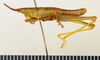 CollectionObject 1518473; 21914e80-6c69-4df8-89ae-5948768fc6c8: male, lateral view (holotype). (CollectionObject).