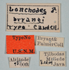 CollectionObject 1559410; 709b48d2-1f07-40d4-a5d7-111690ea043b: copyright USNM, Washington. (CollectionObject).