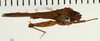 CollectionObject 1529934; e6db05fe-1a4a-4610-a676-b0a62fe8b5df: male, dorsal view (holotype). (CollectionObject).