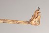 CollectionObject 1590160; f26e54d3-06f5-4eac-91a1-e629f092c270: copyright Natural History Museum, London. male: end of abdomen, lateral view (syntype). (CollectionObject).