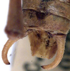 Poecilimon (Poecilimon) variicercis Miram, 1938: male cerci (paratype). (Otu).