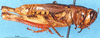 CollectionObject 1568972; dccada39-b8d1-4c83-8d64-9425bdfac15c: female, lateral view. (CollectionObject).