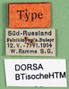 CollectionObject 1500644; 8661ed81-566a-4f24-b32a-af814f21d451, DORSA BTisocheHTM: labels (syntype). (CollectionObject).