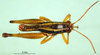 CollectionObject 1500286; 297b9994-3911-49c9-9ce9-32cfa750bef1: male, dorsal view (holotype of Paracoptacra sjöstedti). (CollectionObject).