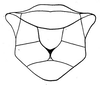 Lithidiopsis carinatus Dirsh, 1956: Fig. 21. male sternum. (Otu).