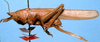 CollectionObject 1507292; da298ced-11ae-4585-86dc-cc274179cc9c: female, lateral view (holotype). (CollectionObject).