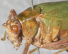CollectionObject 1566600; NMW 14175, 91a614e2-7fc2-41de-8124-a8d630d614f8: female, head and pronotum (paralectotype). (CollectionObject).