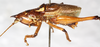 CollectionObject 1531381; NMW 2596, 4704480c-c2eb-45dd-b30a-d2ed8fa76552: male, dorso-lateral view (holotype). (CollectionObject).