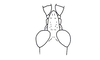 Sciponacris trichilae Descamps, 1978: Fig. 115. male head, dorsal view. (Otu).