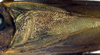 CollectionObject 1532180; b0376eab-055e-4de7-848e-abd7d9c38887: male stridulatory area (holotype). (CollectionObject).