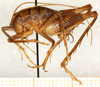 CollectionObject 1499228; 8317952d-cdaf-4dc6-811b-192f7f8707c7: male, lateral view (holotype). (CollectionObject).