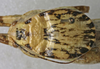 Aglaothorax giganteus (Rentz & Birchim, 1968): male pronotum dorsal (paratype). (Otu).