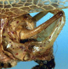CollectionObject 1517204; e8e24a73-0209-4baa-a02d-4bc2f9a47c01: male cerci (holotype). (CollectionObject).