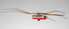 CollectionObject 1557903; 99d472d1-49e0-443d-be3c-20506068562a: copyright ZMHB, Berlin. female, lateral view (syntype). (CollectionObject).