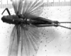 CollectionObject 1505683; 33290994-cfcd-4105-83f2-5ae29d325208: Image Carbonell, C.S. male, dorsal view (lectotype). (CollectionObject).
