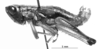 male, lateral view (holotype). Depicts CollectionObject 1521409; 08b38882-599e-491d-9735-4870228b4bea, a CollectionObject.
