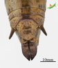 CollectionObject 2243536; 9c6edb87-f604-4461-8a07-f1e76fd5cb00, Unioeste Cascavel K-0591: Female, terminalia in dorsal view. (CollectionObject).