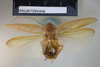 CollectionObject 1552790; NHMUK(SF IMPORT DUPLICATE) BMNH(E) 877039, 6305210b-da20-4695-97b5-c7221ae70bf9: Copyright NHM, London. Holotype female of Epilampra alligata, dorsal view. (CollectionObject).