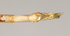 CollectionObject 1562807; 2a2b96e9-4775-4839-9b52-e96e0890c407: copyright ANIC. male: end of abdomen, ventral view (holotype). (CollectionObject).