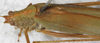 male, dorsal view (syntype). Depicts CollectionObject 1532217; NMW 6773, 5243bd71-3542-4ce6-a9e1-d02738feba4f, a CollectionObject.