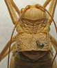 CollectionObject 1534979; ce1bdedc-dd90-4e2f-be36-2368e325d7e6: male pronotum, dorsal view (lectotype). (CollectionObject).