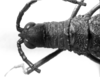 CollectionObject 1519318; 347a91d9-028c-42e4-93e3-78a4f4809778: Image, Carbonell, C.S. at the British Museum, 1970. female head and pronotum, dorsal view (holotype). (CollectionObject).